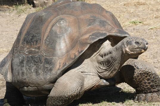 pinta island tortoise ew conservation status