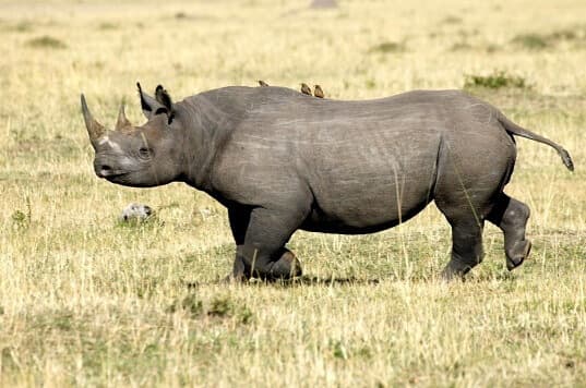 west african black rhinoceros